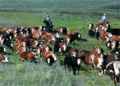 Tsosw-cattle2 small.jpg